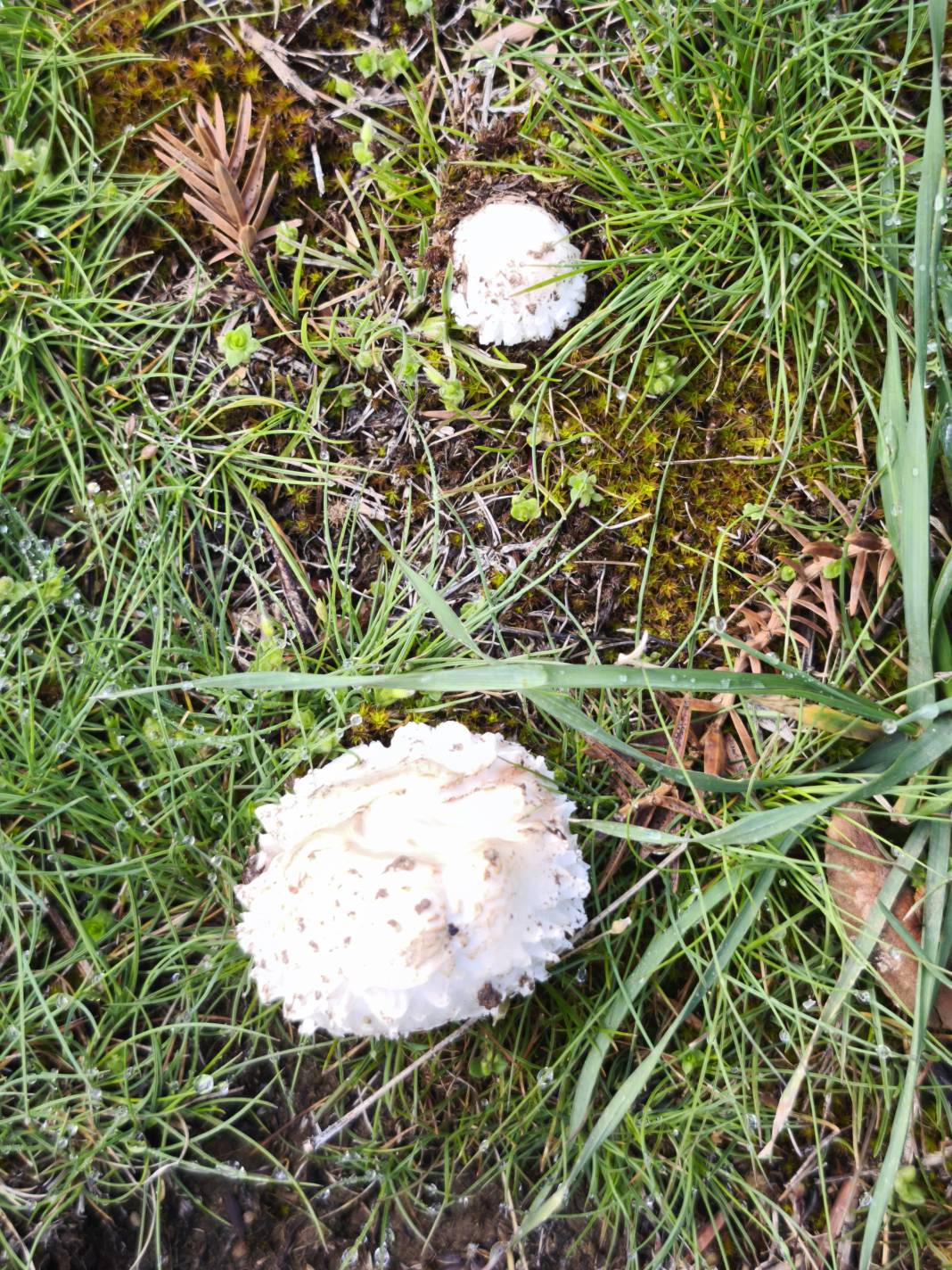 Konya’nın ünlü yaylasında baharın renkli yüzü çıktı 26